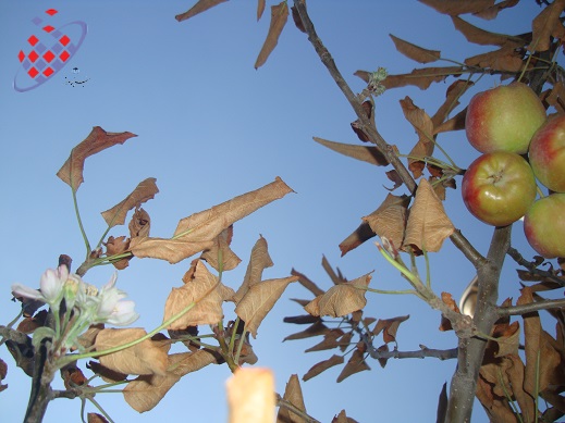 پاییز - درخت  زمستان - شکوفه -Autumn-Spring - Flowers - Tree - Mehrii Vahidi Azar -مهری وحیدی آذر